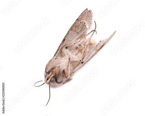 Grease moth (Aglossa cuprina), nocturnal moth, insect related to butterflies (Lepidoptera) isolated on white background.