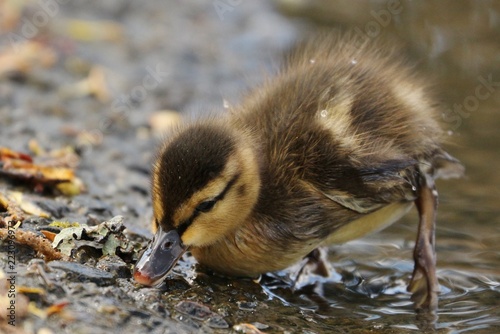 Duckling © Charl