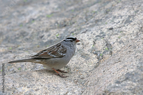 A white-crowned sparrow (Zonotrichia leucophrys) on a large granite rock, shot in Rocky Mountain National Park.