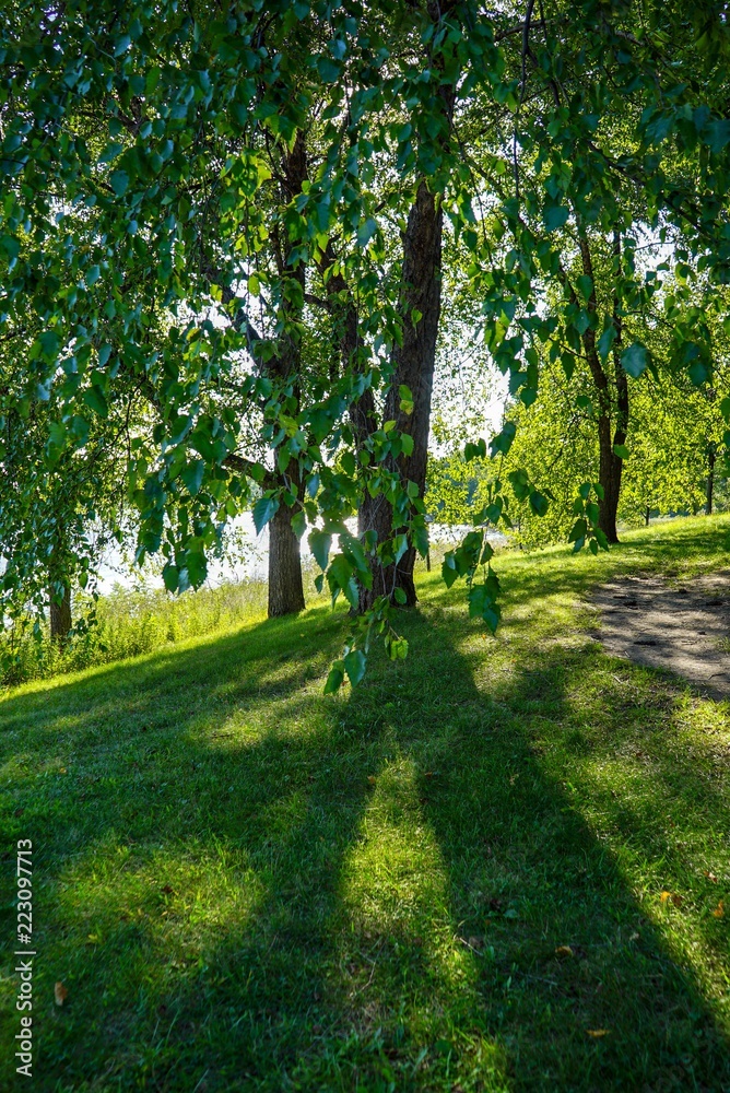 footpath in the park