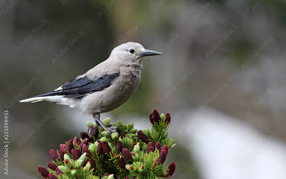 A Clark's Nutcracker (Nucifraga columbiana) perched on a tree branch, shot in Rocky Mountain National Park, Colorado.