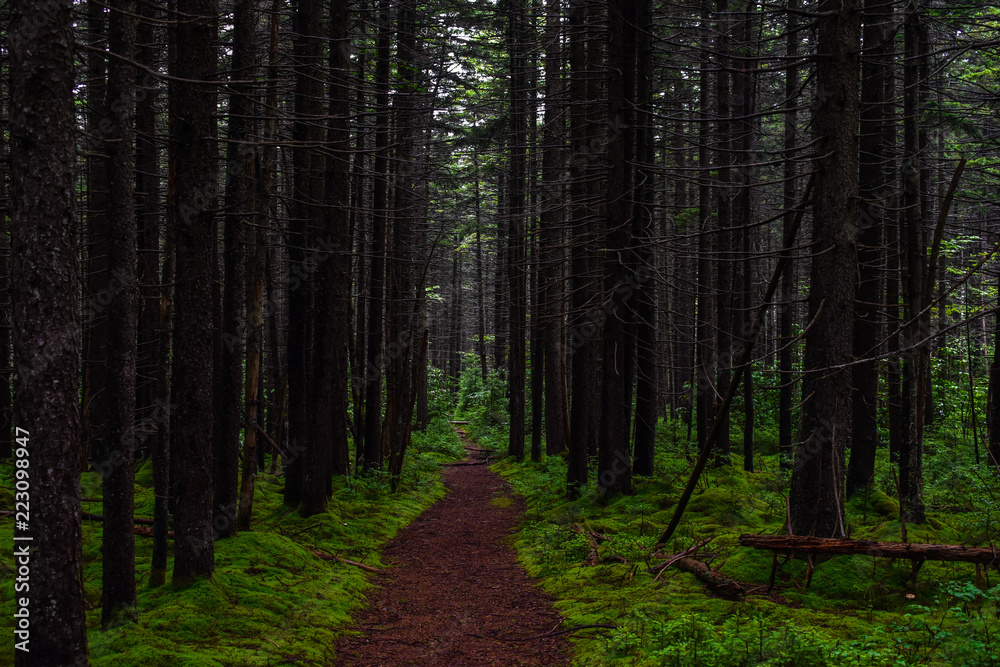 Obraz premium Moss Covered Pine Grove in Monongahela National Forest 