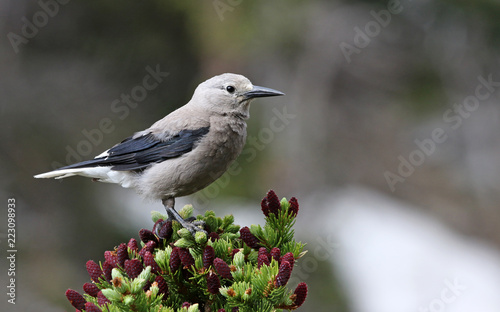 Obraz na płótnie A Clark's Nutcracker (Nucifraga columbiana) perched on a tree branch, shot in Rocky Mountain National Park, Colorado. w salonie