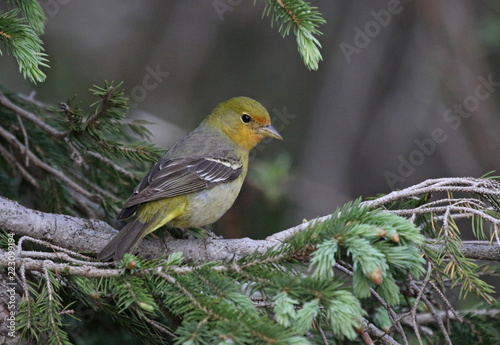 A female Western Tanager (Piranga ludoviciana) sitting in a spruce tree.  Shot in Rocky Mountain National Park, Colorado. © Chris Hill