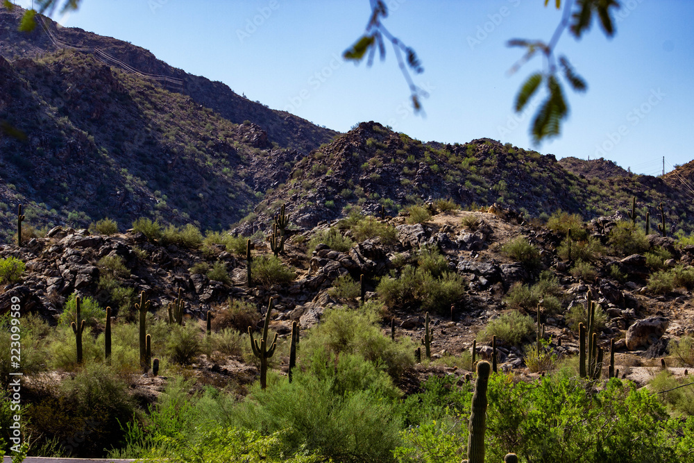 Summer in the desert