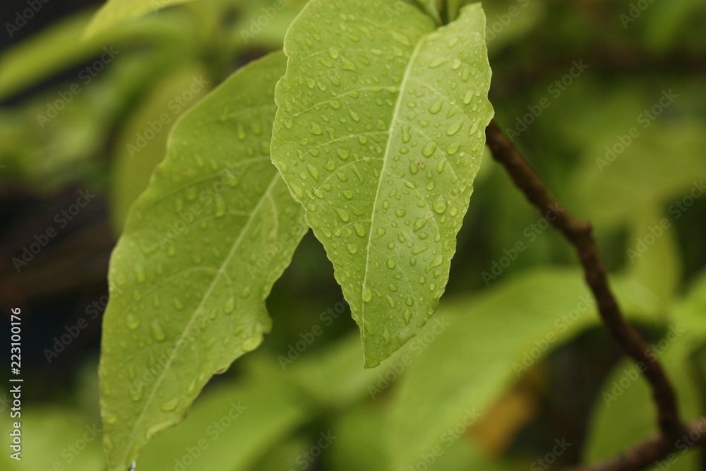 rain drop macro on leaf background rain drop macro on leaf background