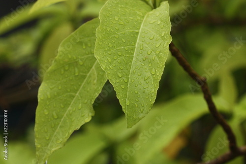 rain drop macro on leaf background