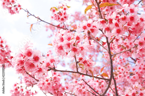Wild Himalayan Cherry Blossoms in spring season  Pink Sakura Flower