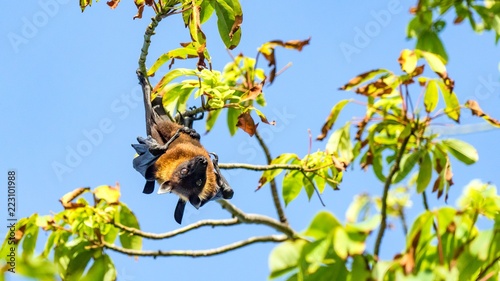 Fruit bat, flying fox (flying dog) hanging upside on a tree, Maldives. photo