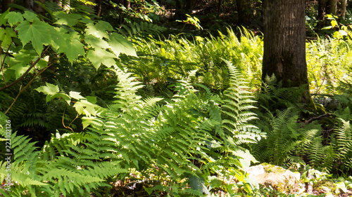 Lot of green fern leaves in the bright sunlight.