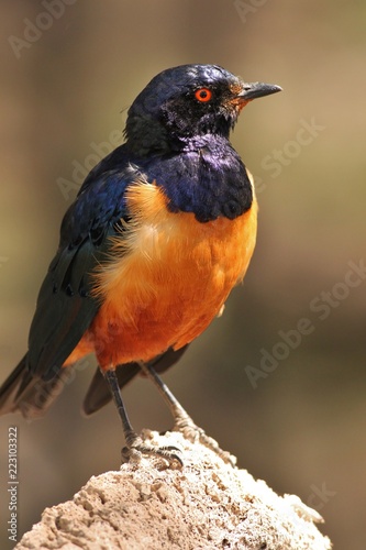 hildebrandt starling photo