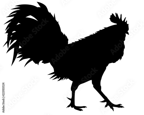 rooster silhouette in vector
