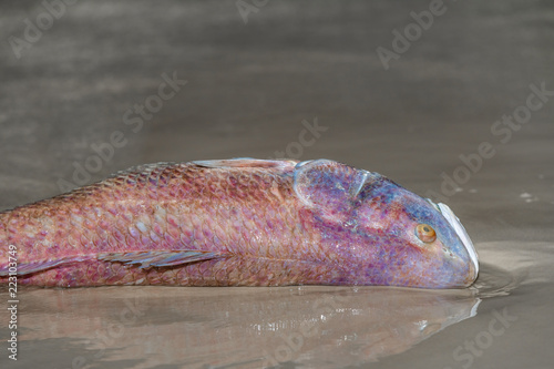 September 15, 2018 Panama City Beach, Florida Red Tide fish kill, close up of dead red fish photo