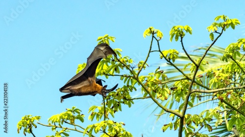 Fruit bat, flying fox (flying dog) flying, Maldives. photo