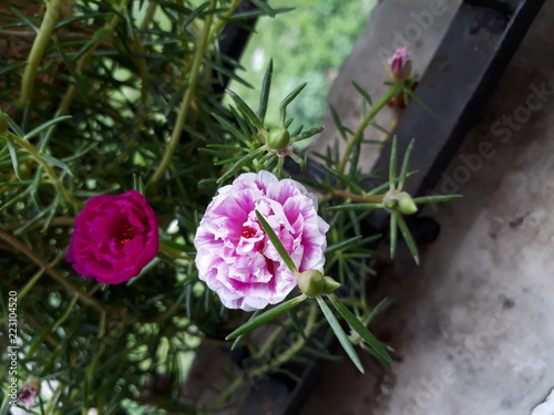 Moss Rose also called as Portulaca grandiflora, Indian table rose, 9 o'clock flower, rose moss, ten o'clock, Mexican rose, sun rose, rock rose