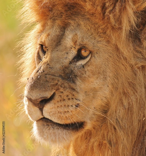 Fototapeta Naklejka Na Ścianę i Meble -  Lion in Serengeti