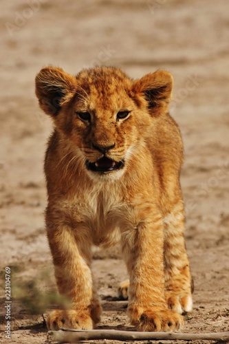 Lion cubs Serengeti