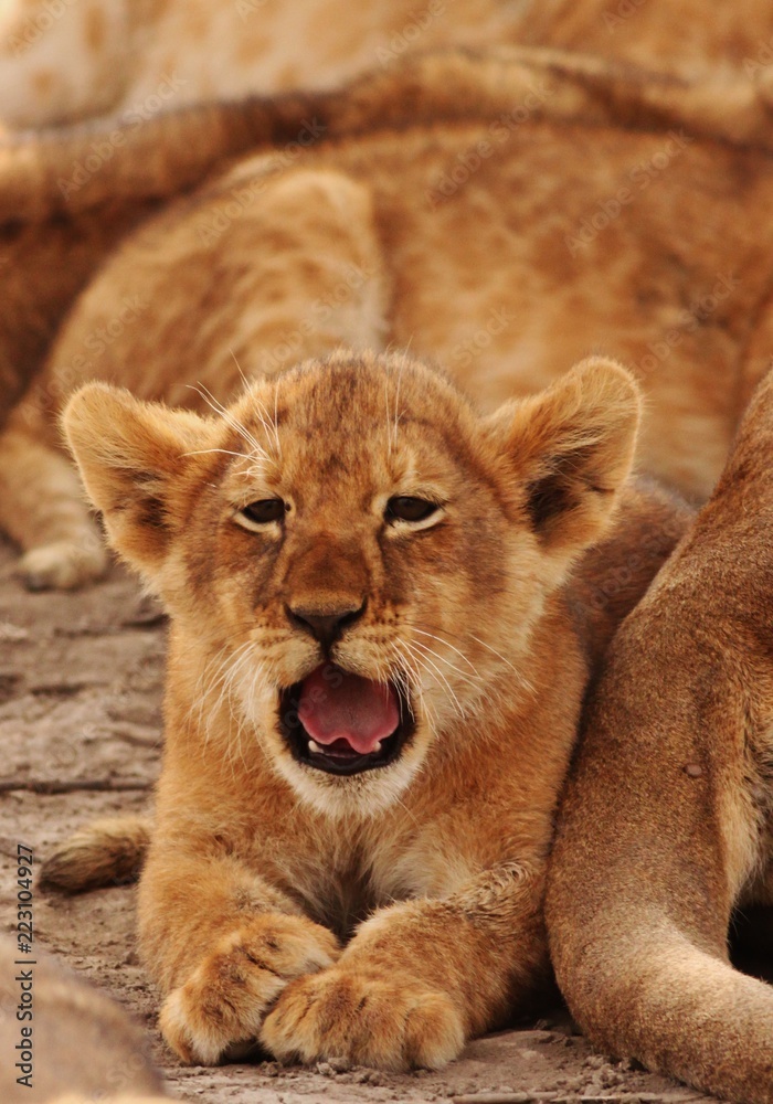 Fototapeta premium Lion cubs in Serengeti
