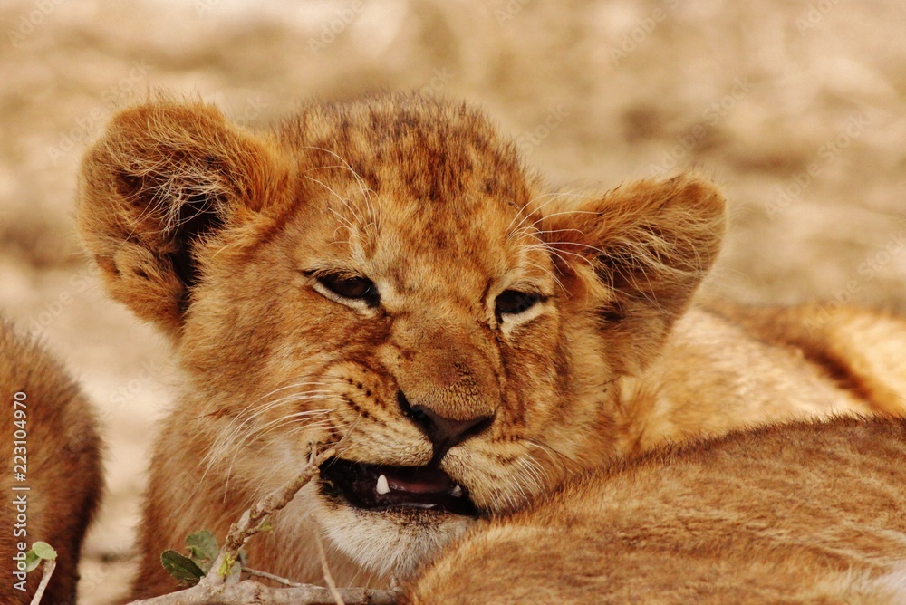 Lion cubs in Serengeti