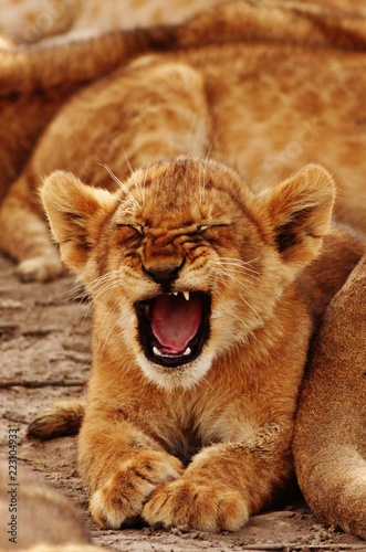 Lion cubs in Serengeti