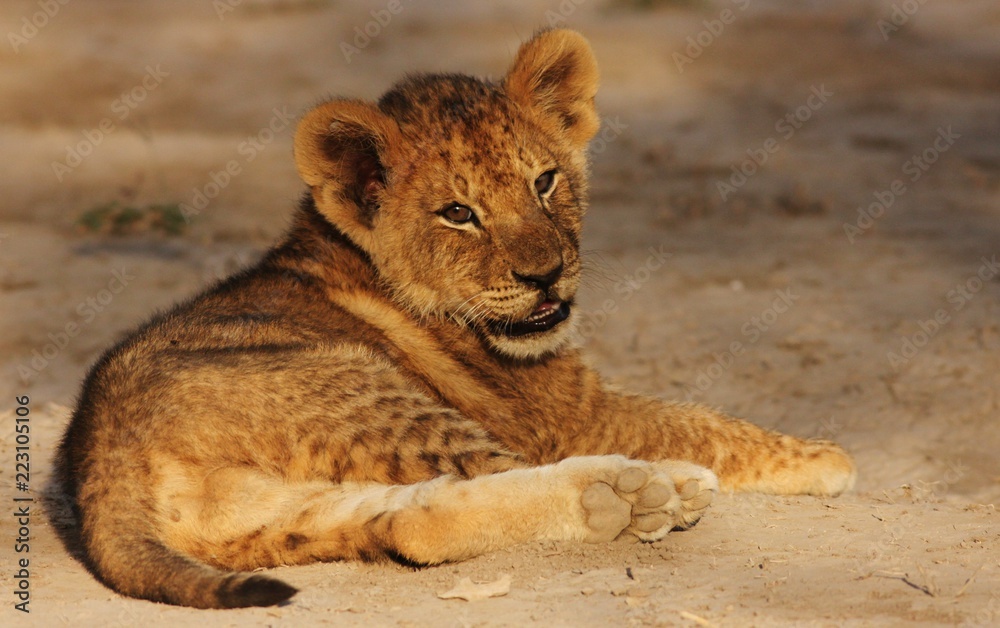 Lion Cubs Serengeti