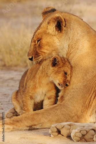 Obraz na płótnie Lion Cubs Serengeti
