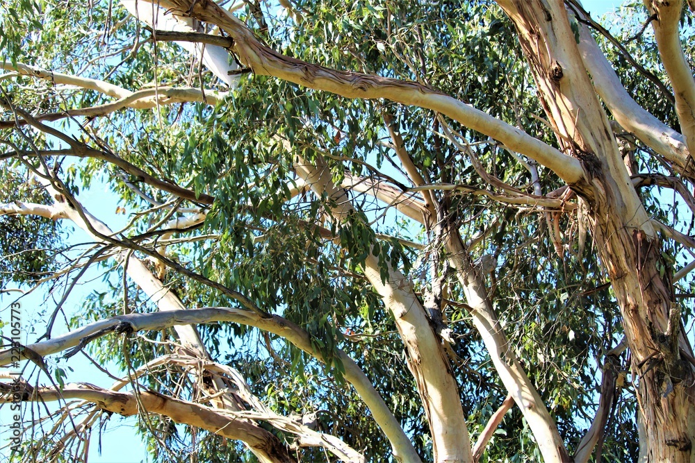 Fototapeta premium Eucalyptus Tree on Phillip Island, Australia