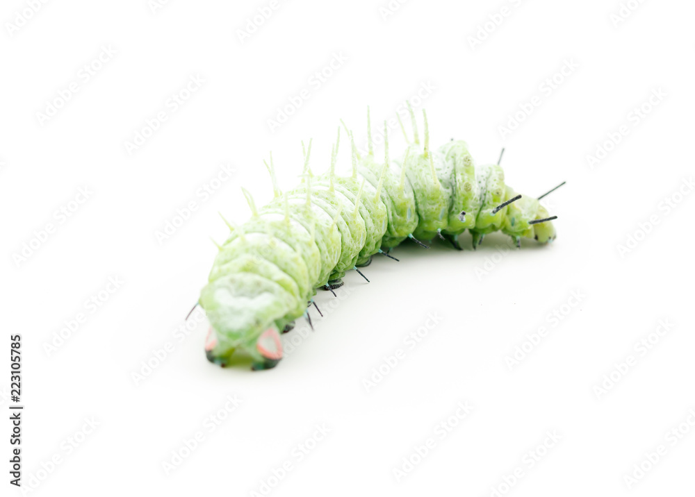 Naklejka premium The caterpillar (Attacus atlas) isolated on a white background.