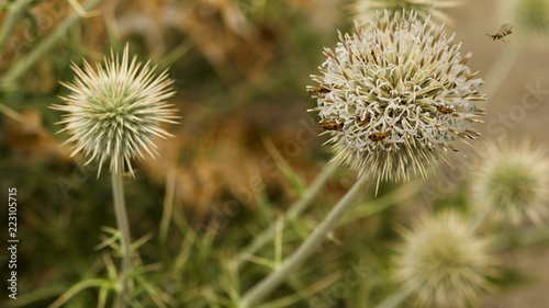 Close up of Bees Pollinating Indian Globe Thistles in Ladakh, India