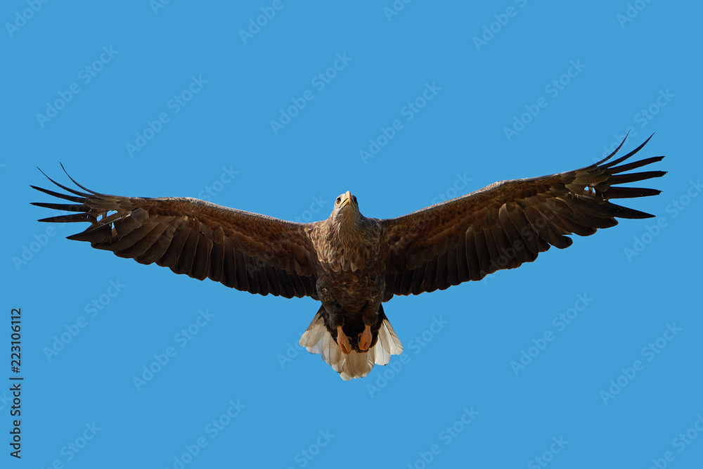 Fototapeta premium White-tailed eagle (Haliaeetus albicilla)