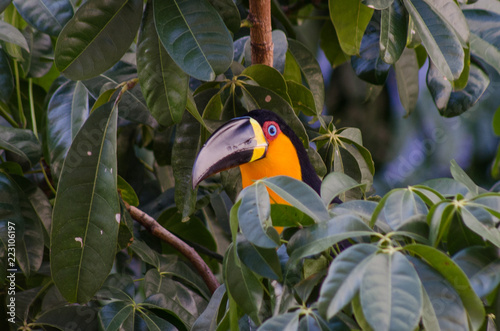 Tucano-de-bico-preto