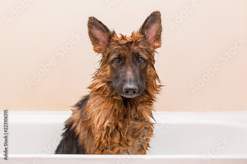 A nice German shepherd dog takes a bath with soap. Lovely pet. Hygiene and care of animals.