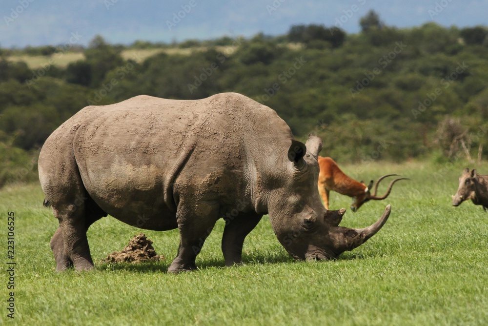 Obraz premium Rhino