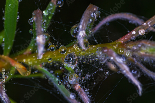 Macro photo of large drops of dew on plant stems. Madeira. Portugal