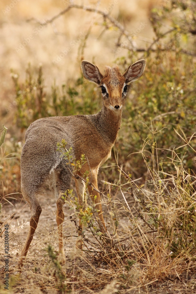 Dik Dik Dik Dik