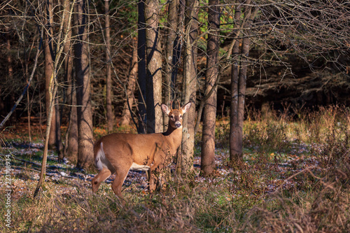 White Tailed Deer closeup in the woods
