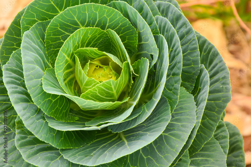 Fototapeta premium Ornamental cabbage