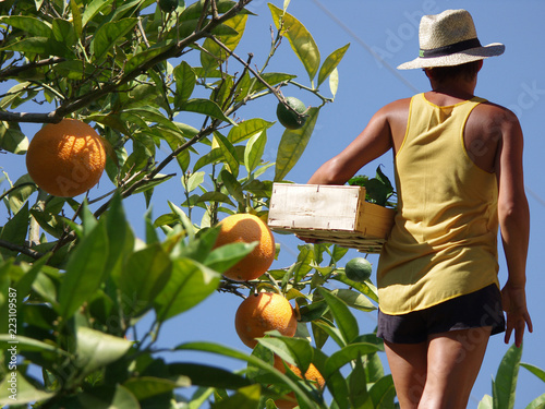 cueillette d'oranges - femme dans le verger