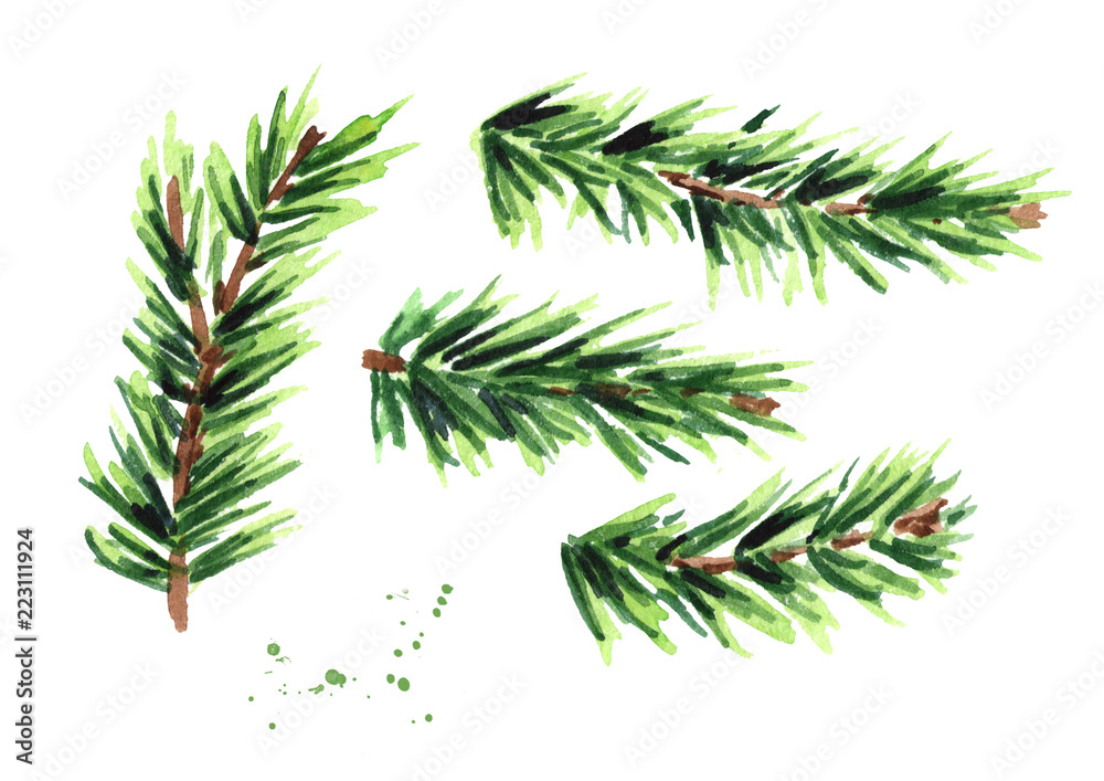 Fir branch set. Watercolor hand drawn illustration, isolated on white background Fir branch set. Watercolor hand drawn illustration, isolated on white background