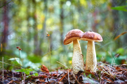 Macrophotography of two boletus mushrooms growing together in the wild forest photo