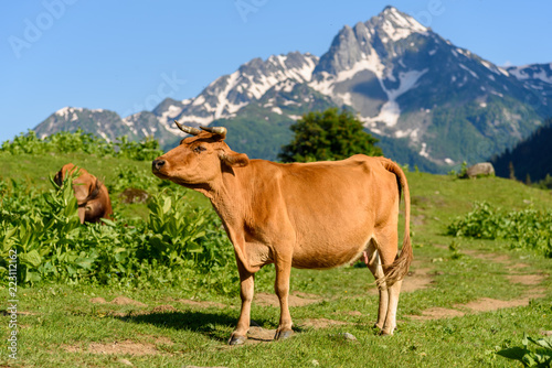 Cow on a mountain meadow on a background of snow-capped mountains. Cattle in the Alpine meadows