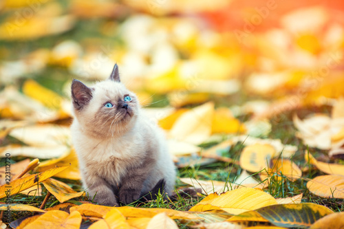 Fototapeta Naklejka Na Ścianę i Meble -  Little siamese kitten walking outdoor on the fallen leaves in the autumn garden