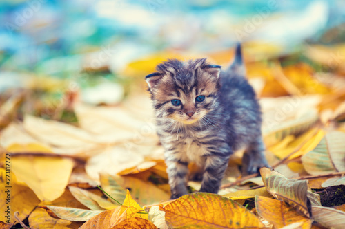 Little kitten walking outdoor on the fallen leaves in the autumn garden