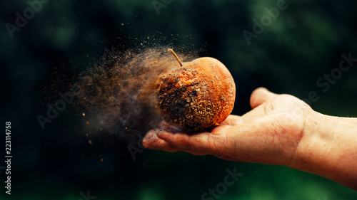 Rotten apple in old hand. Time is running out concept shows rotten apple that is dissolving away into little particles.