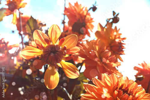 Grußkarte - Dahlien Blumenstrauß - Herbst 