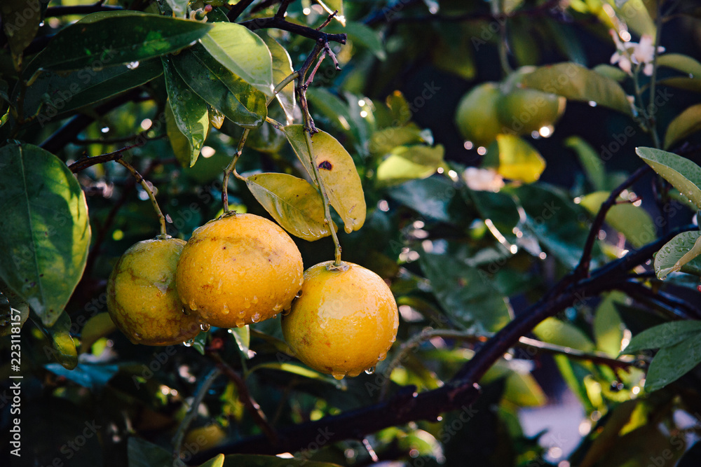 Bio Orangen mit Wassertropfen am Baum