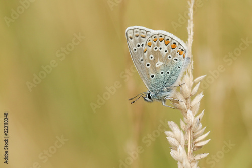 A stunning Common Blue Butterfly (Polyommatus icarus ) perched on a grass seed head .