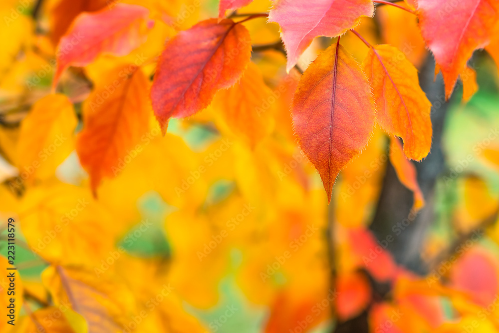 Autumn leaves on a tree, selective focus, blurred background