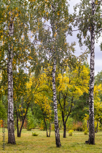 Autumn in the park  vertical arrangement. Birches.
