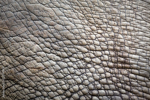 Skin of rhinoceros Fototapet